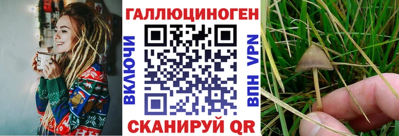купить закладку Юрьевец Галлюциногенные грибы Psilocybe